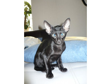 ��������� �����