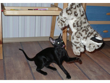 ���� ��������