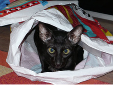 �������� ������))