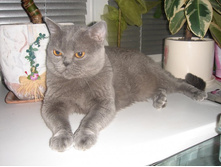 ���� �������