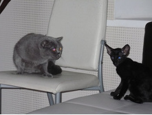 ������� �� ��������ޣ����� ������)