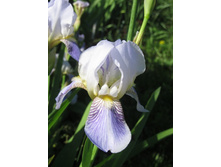 ��. ����. ����