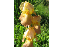 ���� ����������� �� 100 �.