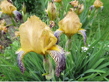 ��. ����. ����