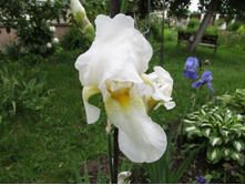 ��. ����. ����