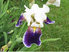 ��. ����. ����