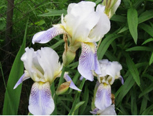 ���� ���������� ������������, �� 50 �.