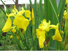 ���� ������ ����������, ������������, �� 50 �.