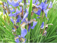 ���� ����� �������, � ���������� �������, �� 50 �.