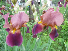 ��. ����. ����