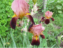 ���� ���������-�������� �������. �� 70 �.