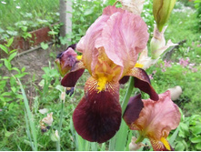 ��. ����. ����