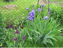 ���� ����� ������������, ������, �� 50 �.