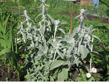 ������ (������ ����������), 50 �.