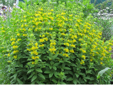 ���������, 50 �.