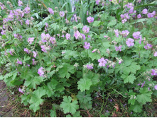 ������ ������� ��������, 50 �.