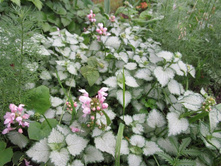 ��������, 80 �.