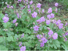 ��. ����. ����