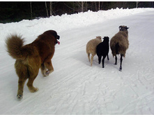 � ��������