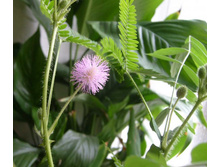 �ݣ ������� �����