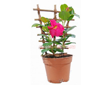 ���������� ���������� /15 420���, /21 520���.