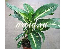 ����������� 65/17 340���.