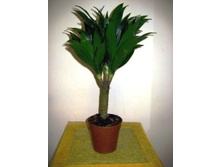 ������� �������� 2��. 65/17 450���. �������� ���������� 200���.