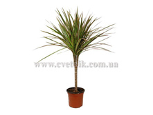 ������� ��������� 1��. 50/11 70���. 2��. 90/17 255���. ���������� 350���.