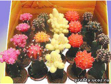 ������ �������������. 20/5 140���.