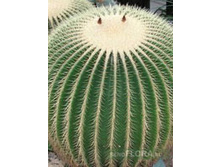 ������ ����� �������. 20/5 50���.