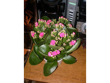 �������� ���������. 30/11 95���.