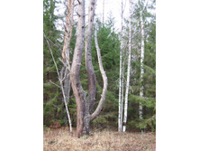 DSCF1173.JPG