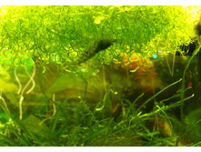 ��� ����