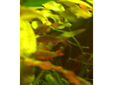 ��������� ������