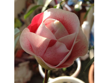  ������ ����