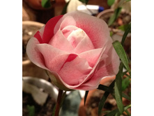  ������ �����