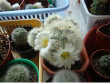 ���������� Carmenae