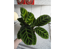 ������� ������� - 350 - 450 ���.