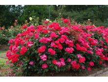 Knock Out (RADrazz, Purple Meidiland) 