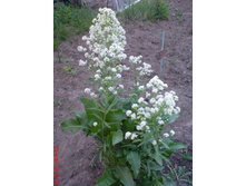 �������� ����.jpg