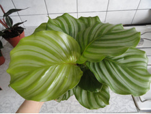 ������� ��������� - ��  350  ���.