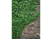 4-324 Ivy 194-270��    15,15����