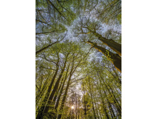 4-522 Canopy 194-270��  18����