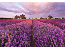 1-615 Lavendel 184-127��. 14����