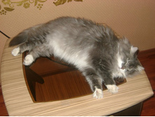 ������ ������)