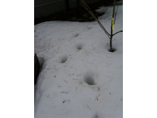 ���� �������.JPG