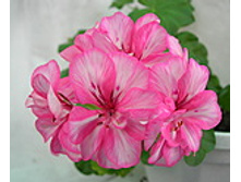 Harlequin Miss Liver Bird