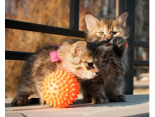 ��� �������� ������ - ���� � �����.