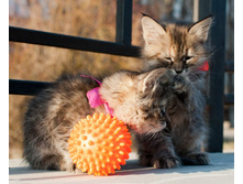 ��� �������� ������ - ���� � �����.