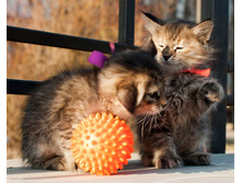 ��� �������� ������ - ���� � �����.